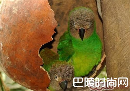 灰头锥尾鹦鹉 灰头锥尾鹦鹉