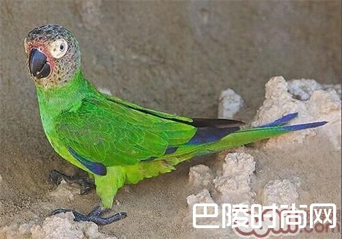 灰头锥尾鹦鹉 灰头锥尾鹦鹉