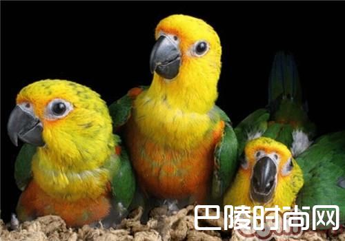 珍达锥尾鹦鹉 珍达锥尾鹦鹉