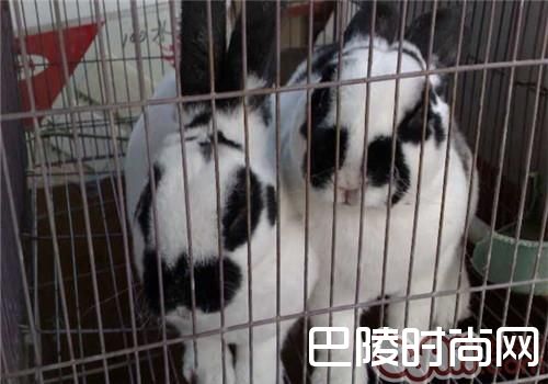 大麦丁兔 大麦丁兔