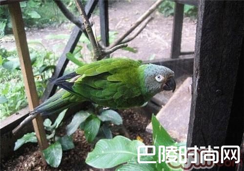灰头锥尾鹦鹉 灰头锥尾鹦鹉