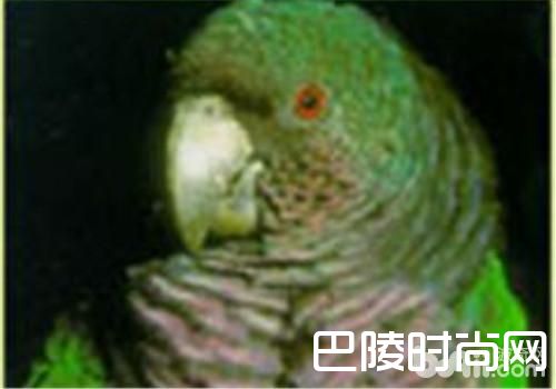 帝王亚马逊鹦鹉 帝王亚马逊鹦鹉