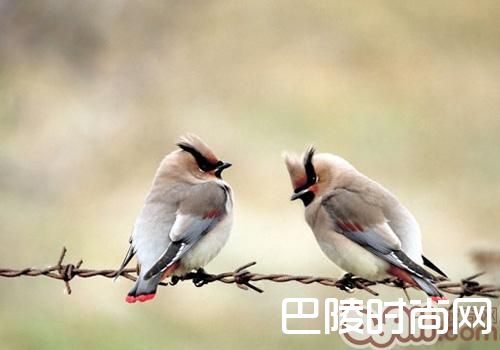 小太平鸟 小太平鸟