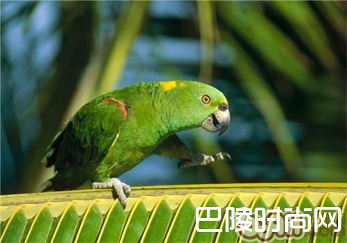 黄冠亚马逊鹦鹉 黄冠亚马逊鹦鹉