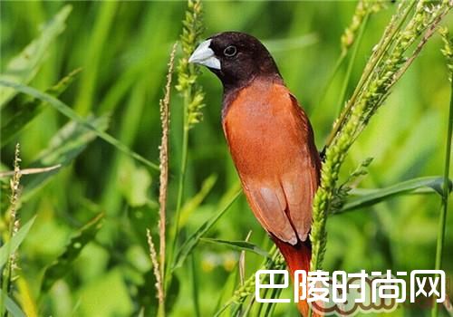 栗腹文鸟 栗腹文鸟