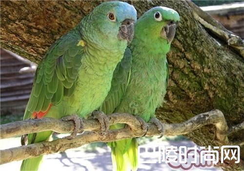 绿颊亚马逊鹦鹉 绿颊亚马逊鹦鹉