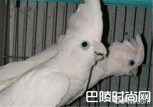 杜可波氏凤头鹦鹉 杜可波氏凤头鹦鹉