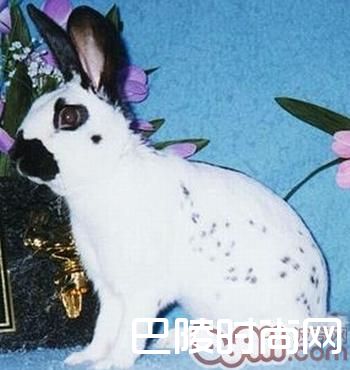 大麦丁兔 大麦丁兔