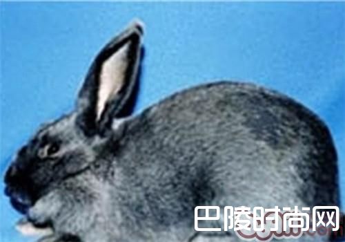 比华伦兔 比华伦兔