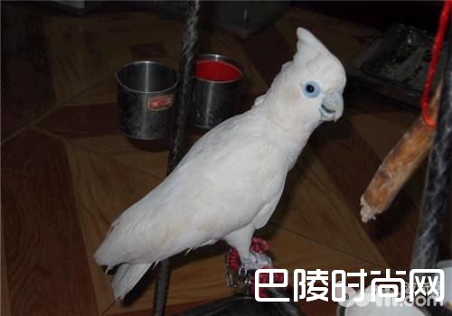 杜可波氏凤头鹦鹉