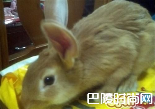 柏鲁美路兔 柏鲁美路兔