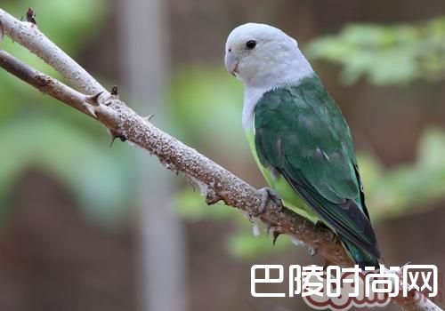 马达加斯加爱情鸟