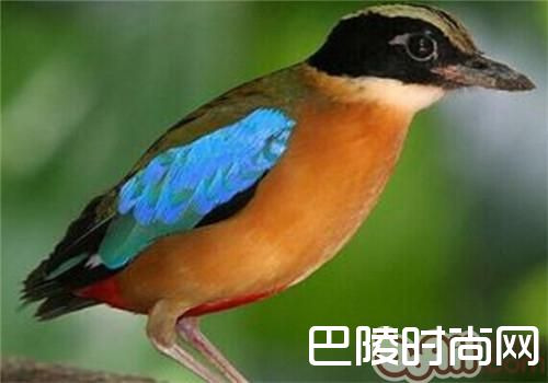 蓝翅八色鸫 蓝翅八色鸫