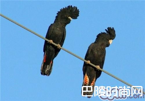 红尾黑凤头鹦鹉