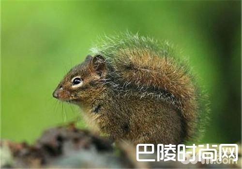 长吻松鼠 长吻松鼠