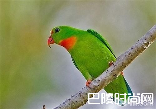 菲律宾悬吊鹦鹉