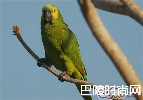 蓝顶亚马逊鹦鹉 蓝顶亚马逊鹦鹉