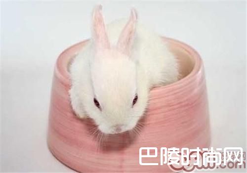 比华伦兔 比华伦兔