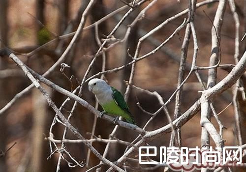 马达加斯加爱情鸟 马达加斯加爱情鸟