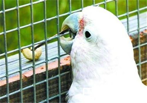 戈芬氏凤头鹦鹉