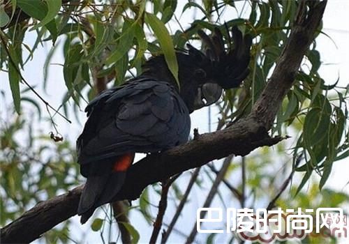 红尾黑凤头鹦鹉