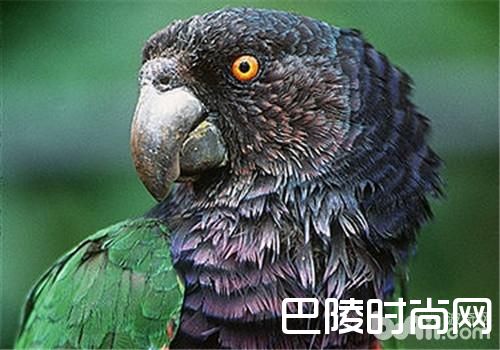 帝王亚马逊鹦鹉 帝王亚马逊鹦鹉