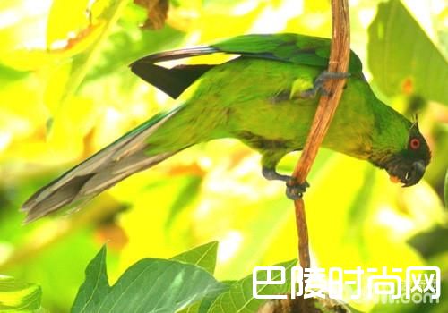 独角鹦鹉 独角鹦鹉