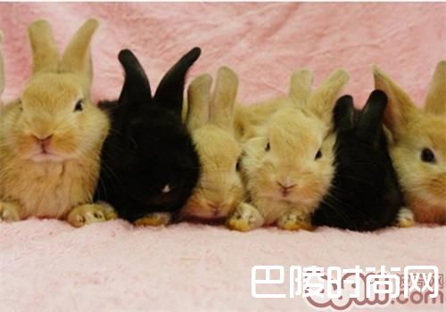 哈瓦那兔 哈瓦那兔