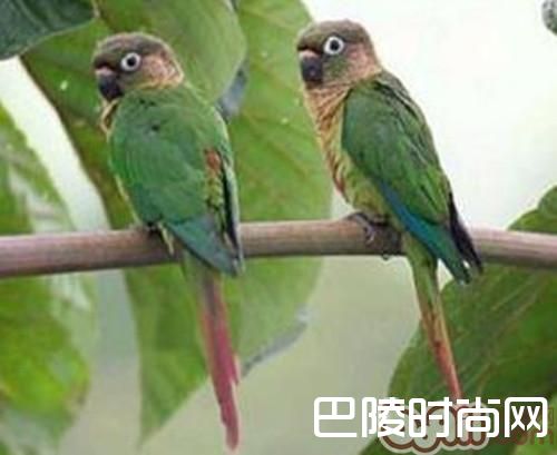 赤褐腹锥尾鹦鹉