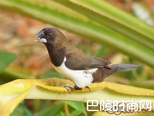 白腰文鸟 白腰文鸟