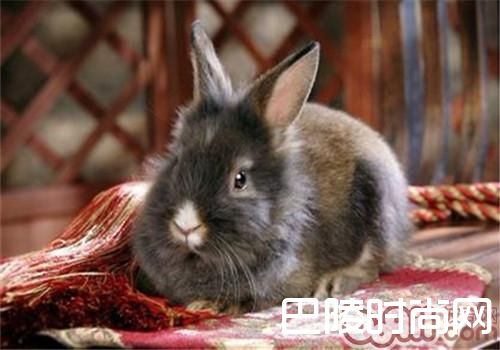 泽西长毛兔 泽西长毛兔