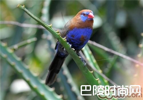 紫蓝饰雀 紫蓝饰雀