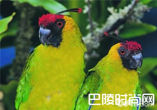 独角鹦鹉 独角鹦鹉