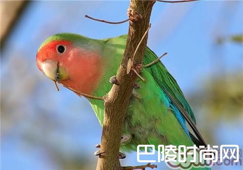 桃面爱情鹦鹉 桃面爱情鹦鹉