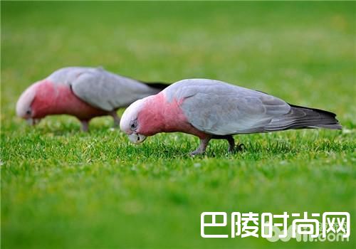 粉红凤头鹦鹉 粉红凤头鹦鹉