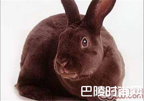 夏温拿兔 夏温拿兔