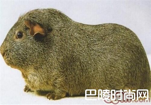 银色刺毛天竺鼠