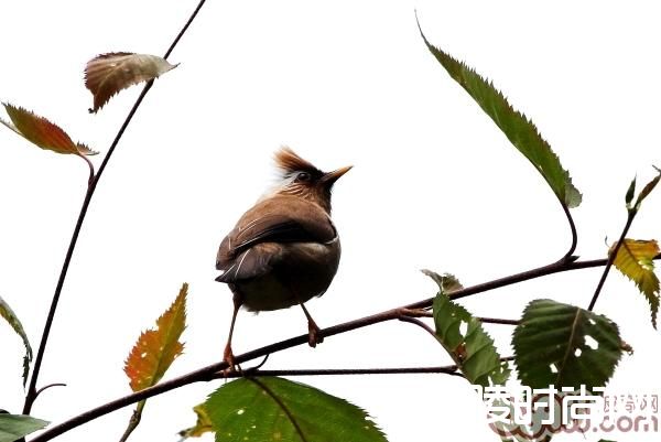 白领凤鹛 白领凤鹛