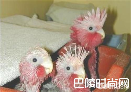 粉红凤头鹦鹉 粉红凤头鹦鹉