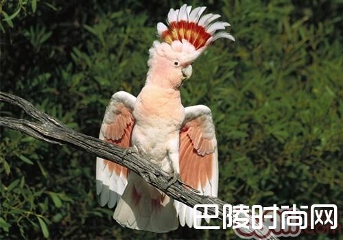 摩鹿加凤头鹦鹉 摩鹿加凤头鹦鹉