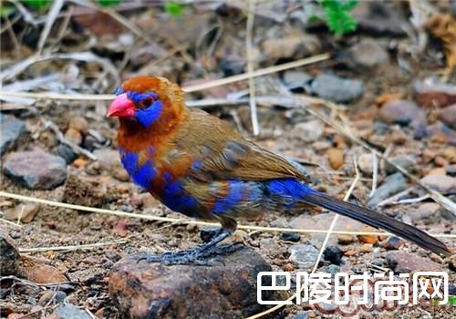 紫蓝饰雀 紫蓝饰雀