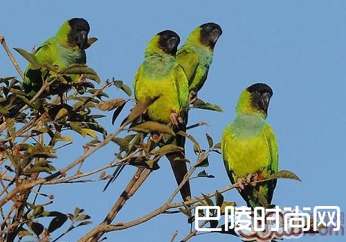 南达锥尾鹦鹉 南达锥尾鹦鹉