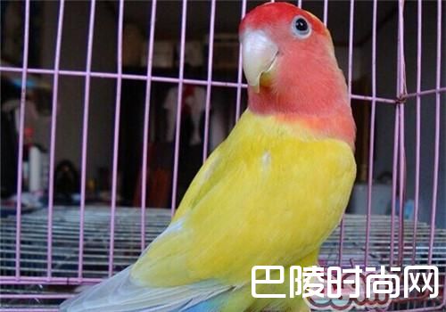 桃面爱情鹦鹉 桃面爱情鹦鹉