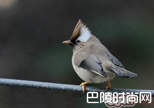 白领凤鹛 白领凤鹛