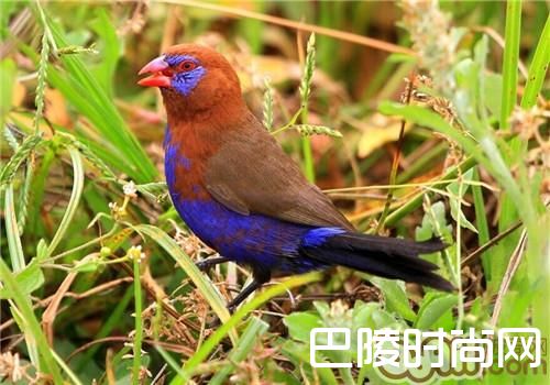 紫蓝饰雀 紫蓝饰雀