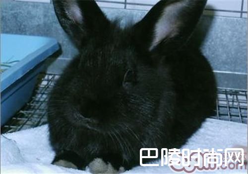 夏温拿兔 夏温拿兔