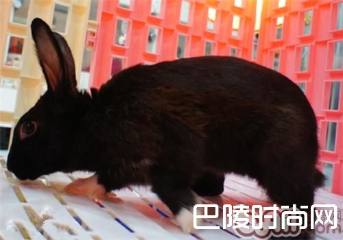 哈瓦那兔 哈瓦那兔