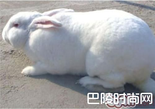 新西兰兔 新西兰兔