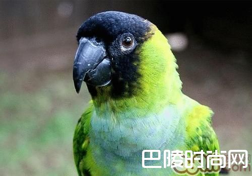 南达锥尾鹦鹉 南达锥尾鹦鹉