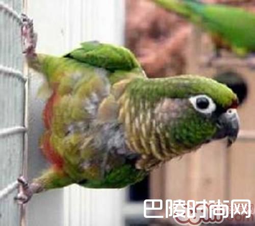 赤褐腹锥尾鹦鹉